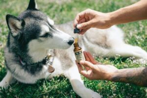 anxiety best cbd for dogs